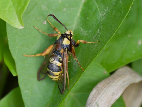 <h3><a href="/trips/ebro/biota/animalia/arthropoda/insecta/lepidoptera/sesiidae/sesia apiformis/sesia apiformis-nl.html">Sesia&nbsp;apiformis</a> / Hornet&nbsp;moth / Hoornaarvlinder</h3>OM-1 Mark II met M.300mm F4.0 + MC-14, 1/2000 sec  bij F5.6, ISO 6400, afstand 1.85&nbsp;m